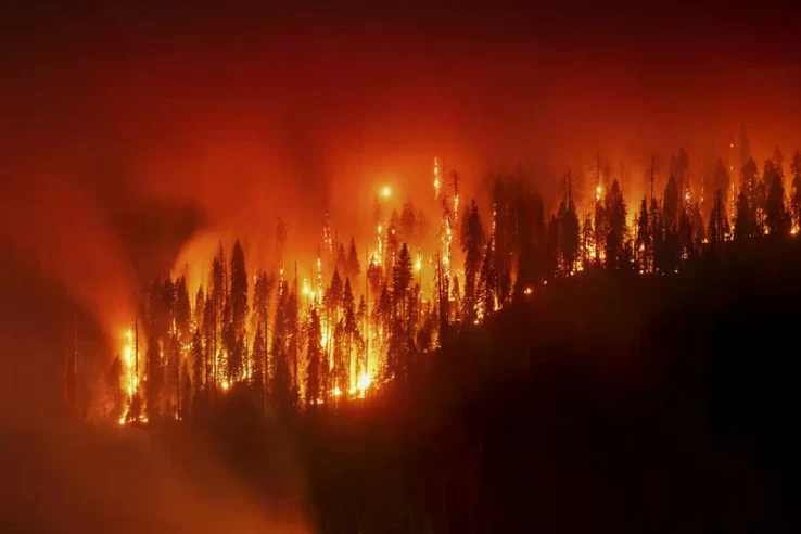 Cháy rừng đe dọa quần thể cây cổ thụ nghìn năm ở Mỹ